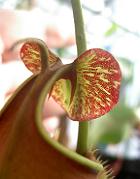 Nepenthes bicalcarata 'Red Flush' 4